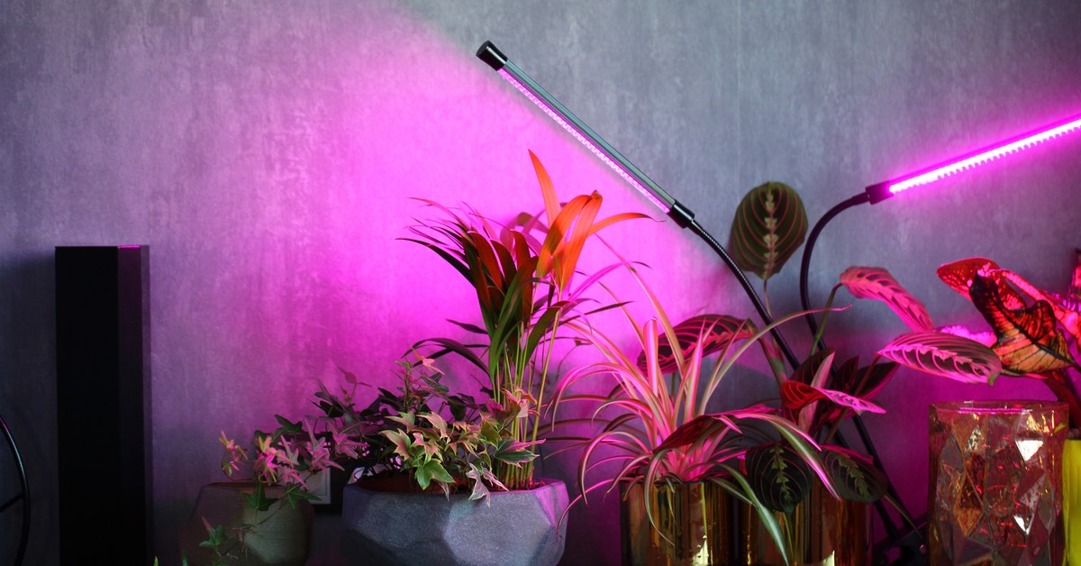 Know The Basics: Grow Lights for Indoor Plants