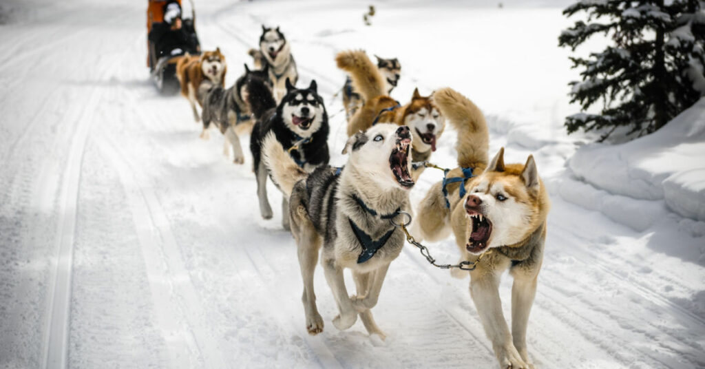 19 Best Vacations For A Western-Style Christmas , dog sledding, Colorado
